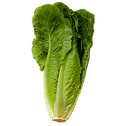 کاهو