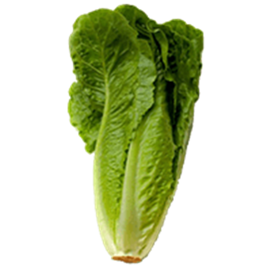 کاهو