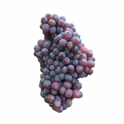 انگور یافوتی 